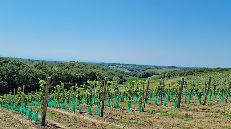 GRÊLE DESTRUCTRICE - Solidarité autour des vignerons du Tursan